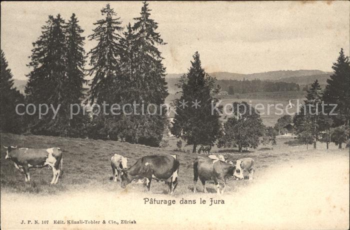 Kuehe Paturage Jura Werbung Speiseöl Ambrosia