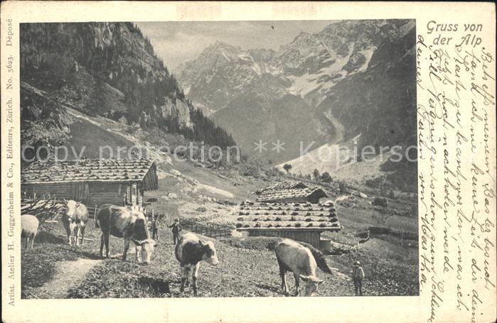 Kuehe Alp Berge Natur