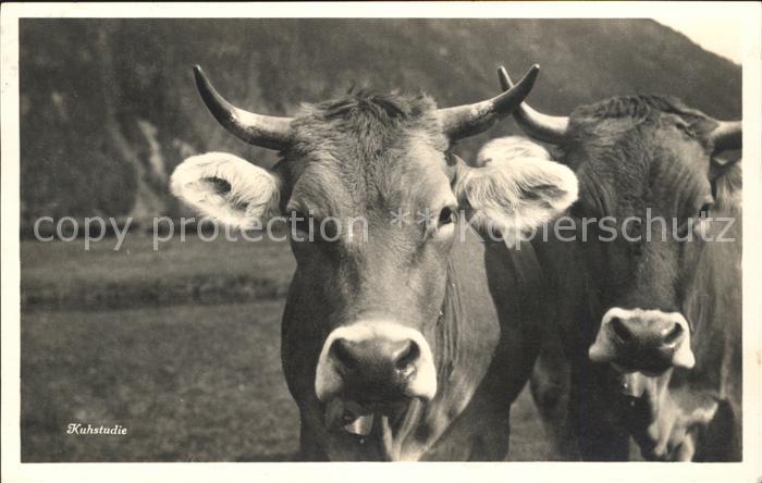 Kuehe Kuhstudie