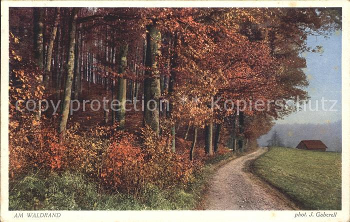 Foto Gaberell J. Nr. 5364 Waldrand