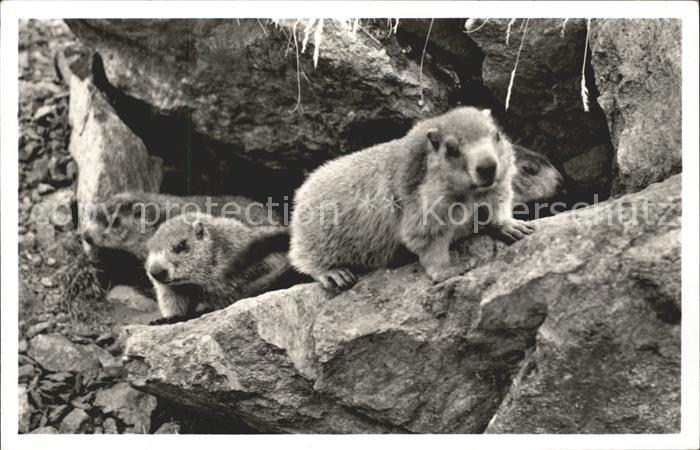 Murmeltier Oberengadin