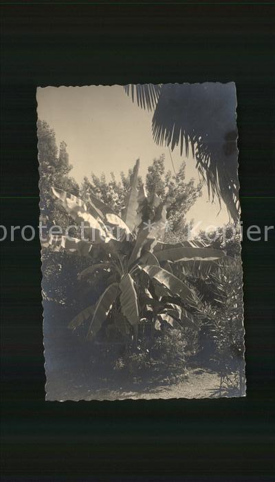 Bananen Bananenbaum Locarno