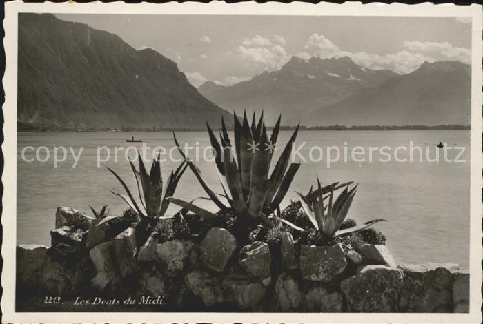 Pflanzen Agave Dents du Midi