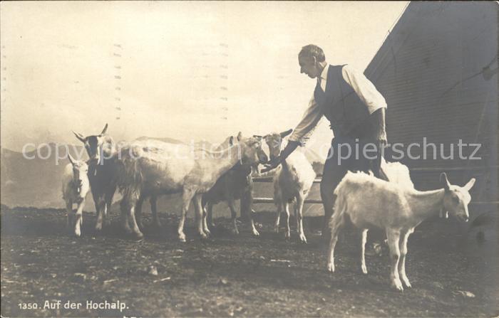 Ziege Hochalm