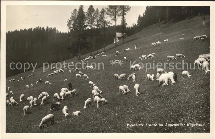 Schafe Appenzell Hügelland Weide