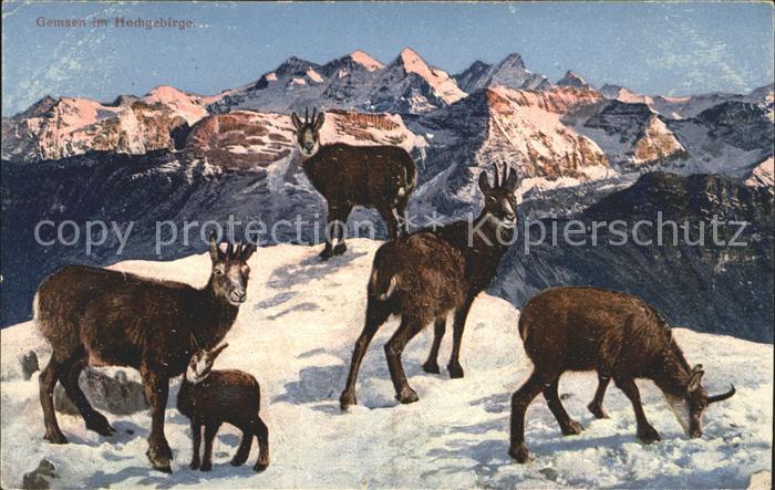 Gemse Hochgebirge