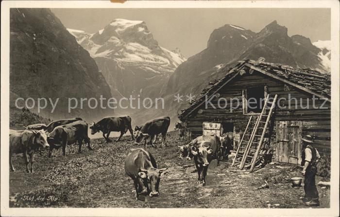 Kuehe Kuhstall Alp