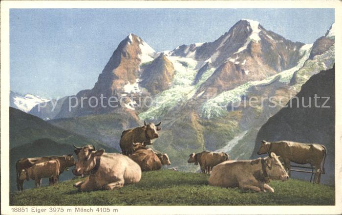 Kuehe Eiger Moench