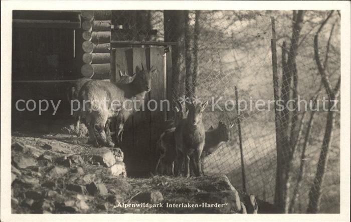 Ziege Alpenwildpark Interlaken-Harder