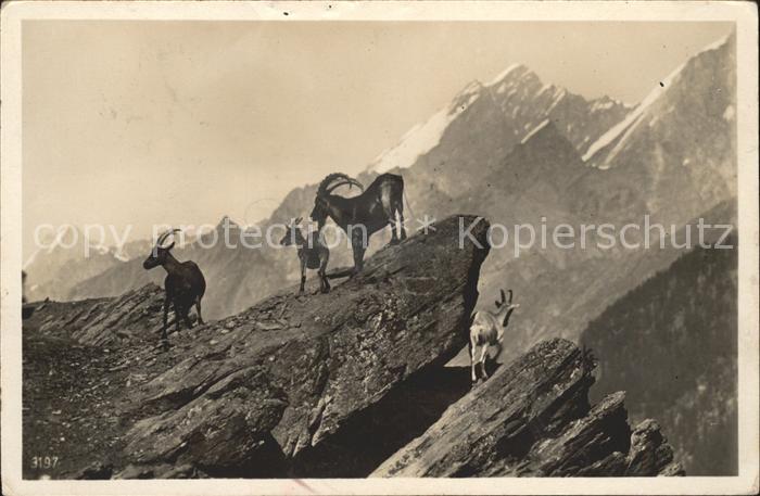 Steinbock Berge