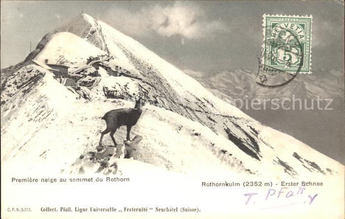 Gemse Rothornkulm Erster Schnee
