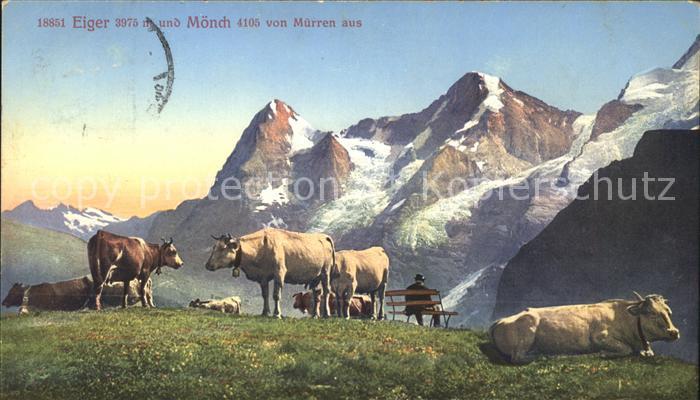 Kuehe Muerren Eiger Moench
