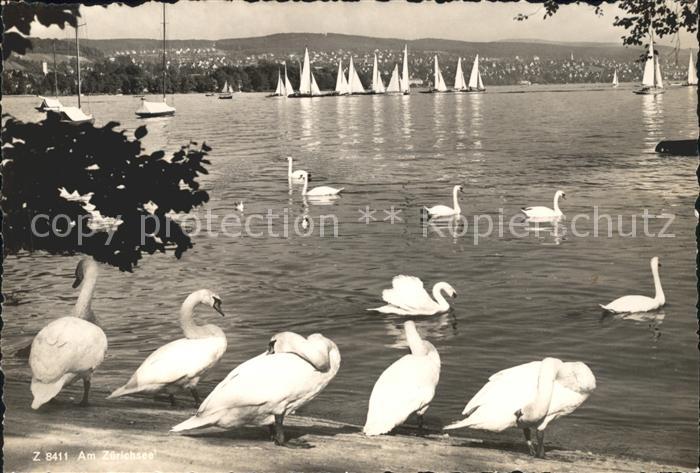 Schwan Segelboote Zuerichsee