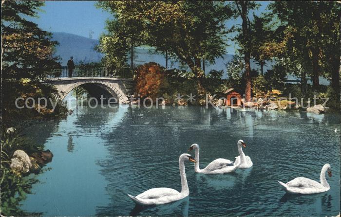 Schwan Schwaene Zuerichhorn