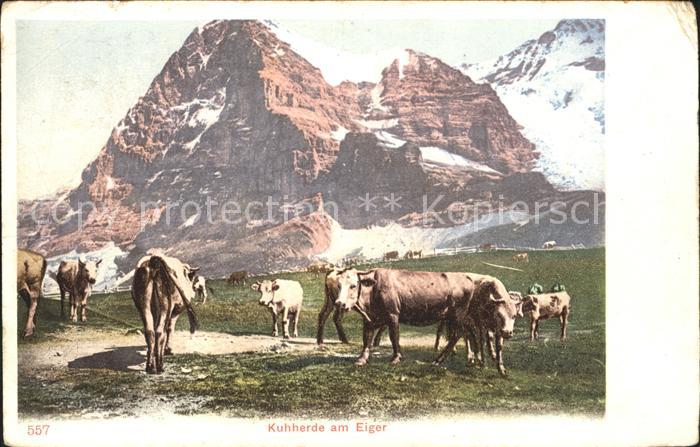 Kuehe Kuhherde Eiger
