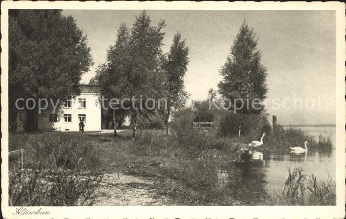 Altenrhein Schwanenteich Schwaene