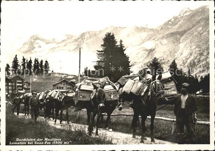 Saas-Fee Durdchfahrt Maultiere Lomatten Fletschhorn Laquinhorn Weissmiess