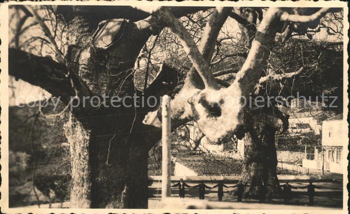 Trsteno Croatia Platani Alter Baum