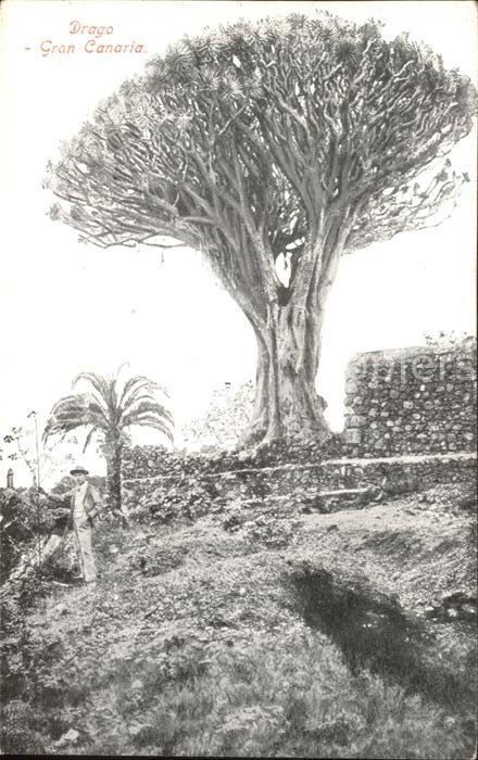 Gran Canaria Drago