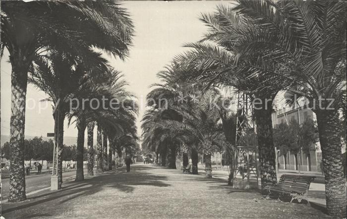 Barcelona Cataluna Palme