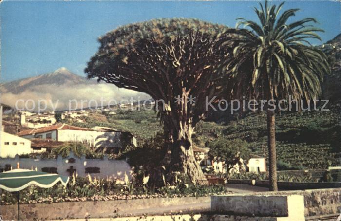 Tenerife Drago milenario de Icod