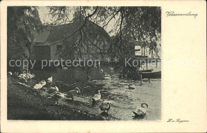 Schwan Schwaene Versammlung H. v. Seggern