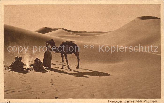 Kamel  Camel Chameau Repos dans les dunes
