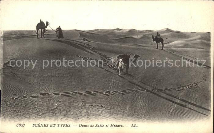 Kamel  Camel Chameau Scenes et Types Dunes de Sable Mehara
