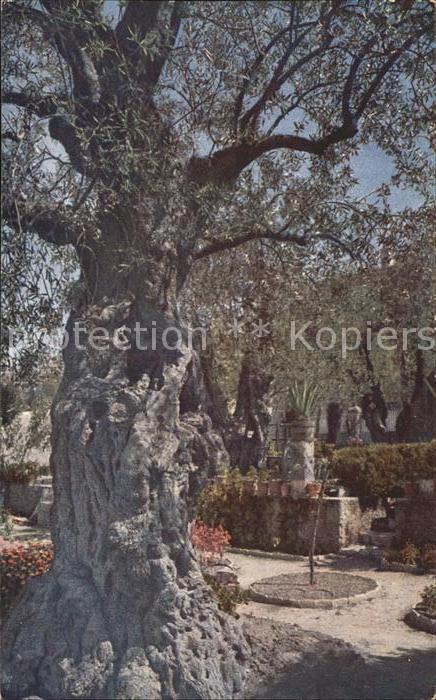 Baeume Trees Ölbaum Gethsemane
