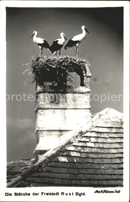 Storch Stoerche Rust Burgenland