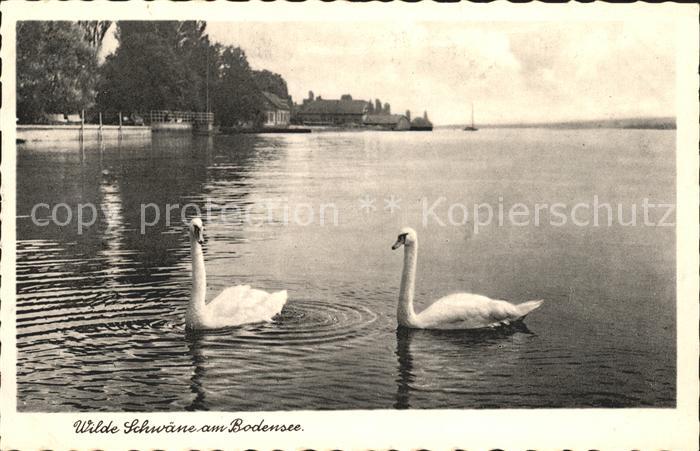 Schwan Schwaene Bodensee