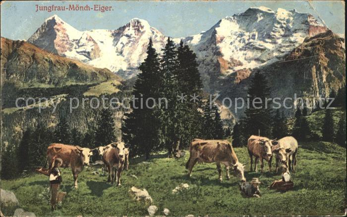 Kuehe Jungfrau-Moench-Eiger