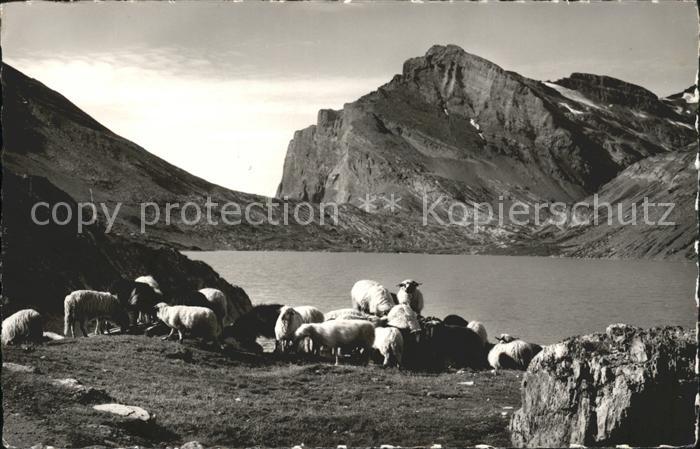 Schafe Daubensee Gemmipass Leukerbad-Kandersteg