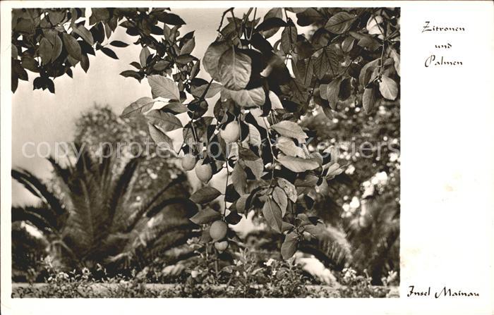 Obst Zitronen Palmen Insel Mainau