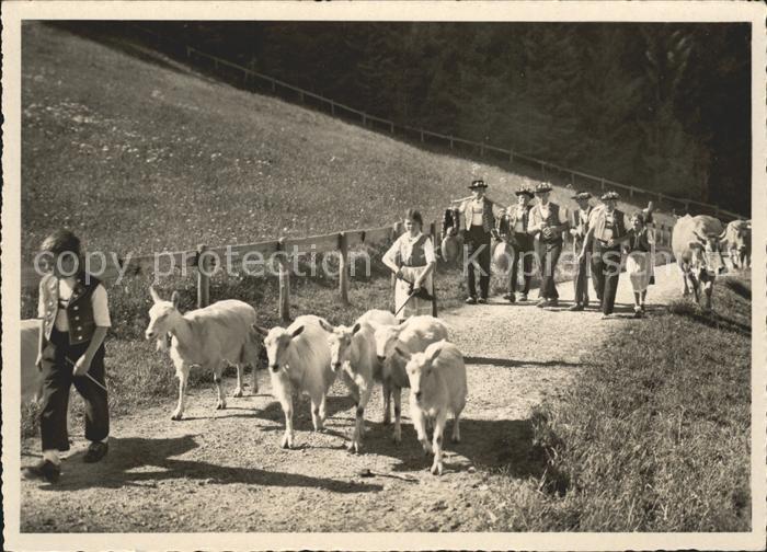 Ziege Kuehe Alp-Aufzug Trachten Trychle