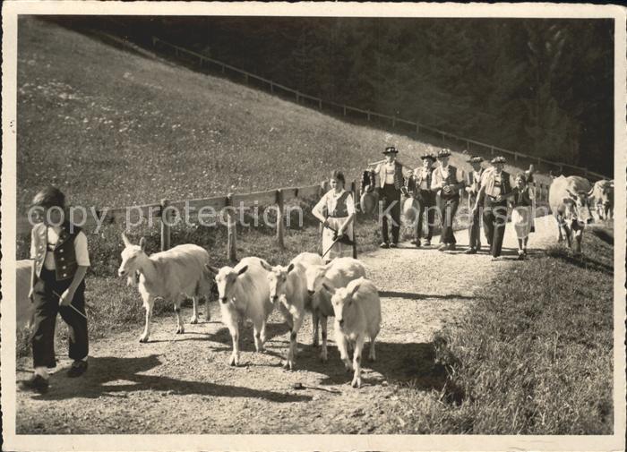 Ziege Kuehe Alp-Aufzug Trychle