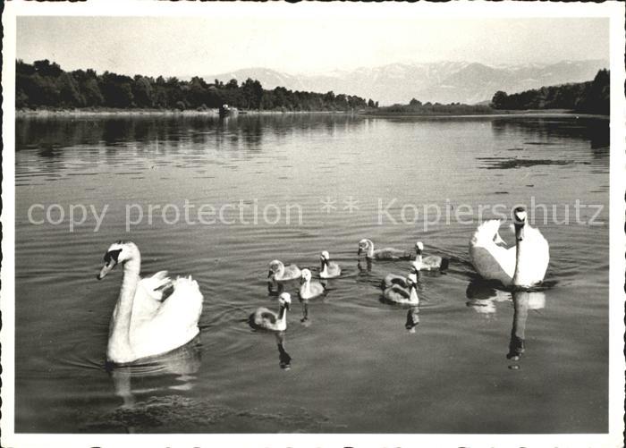 Schwan Schwaene Familienausflug