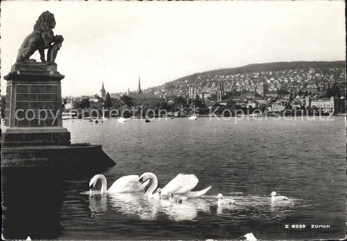 Schwan Schwanenfamilie Zuerich