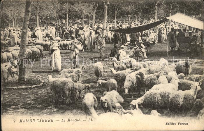 Schafe Typen Markt Maison-Carree Le Marche