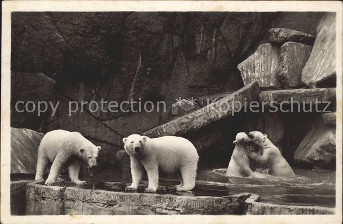 Eisbaer Carl Hagenbeck's Tierpark Stellingen-Ha