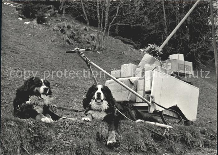 Bernhardiner Hundekarren Braunwald