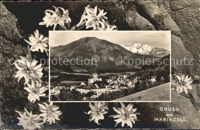 Mariazell Steiermark Edelweiss