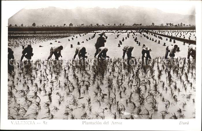 Valencia Valenciana Plantacion del Arroz