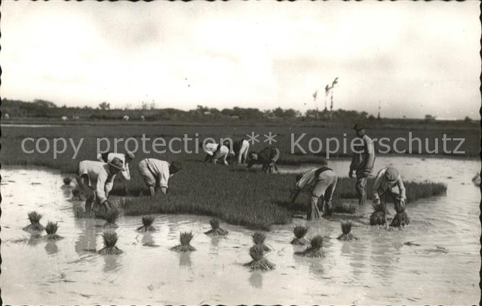 Valencia Valenciana Arranque del platel del arroz