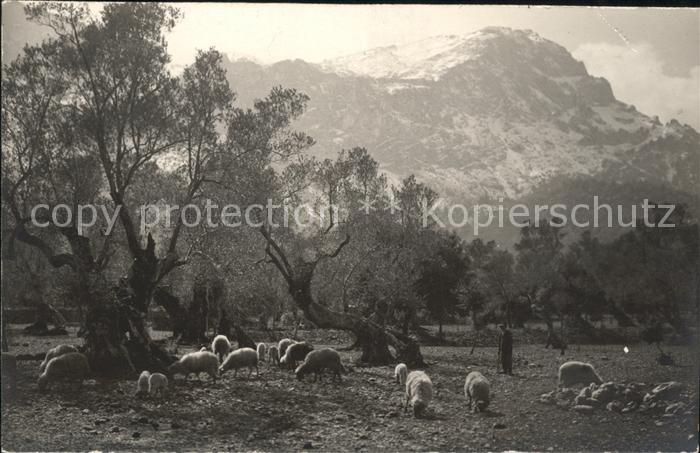 Mallorca Paisaje Vall den March