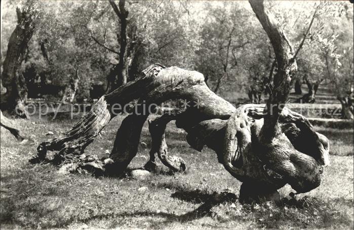 Baeume Trees Olivo Milenario Mallorca