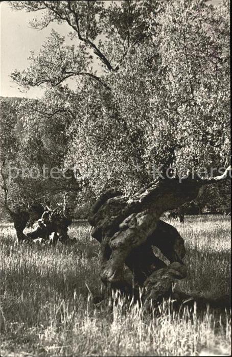 Baeume Trees Olivo milenario Mallorca