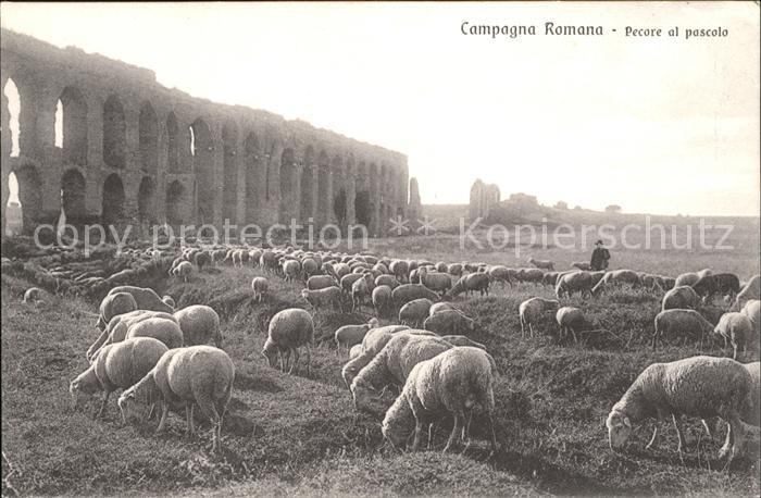 Schafe Hirte Campagna Romana Pecore al pascolo
