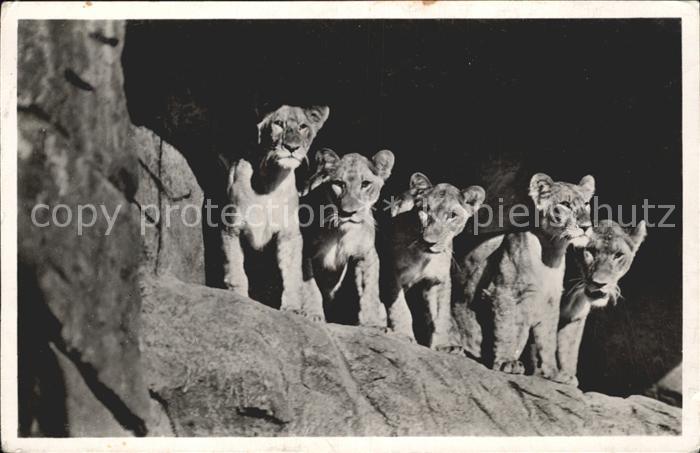 Loewe Carl Hagenbeck's Tierpark Hamburg-Stellingen Loewinnen Loewenschlucht