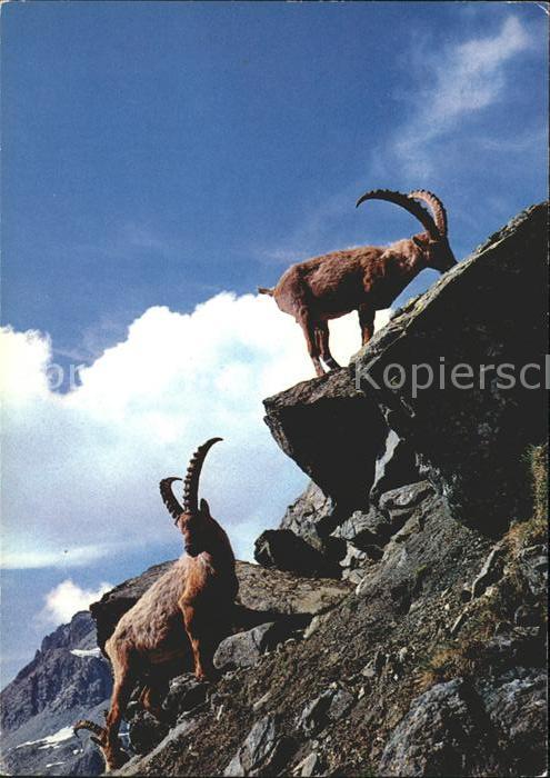 Steinbock Steinboecke